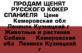 ПРОДАМ ЩЕНЯТ РУССКОГО КОКЕР СПАНИЕЛЯ › Цена ­ 2 000 - Кемеровская обл., Ленинск-Кузнецкий г. Животные и растения » Собаки   . Кемеровская обл.,Ленинск-Кузнецкий г.